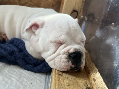IKC Registered (pending) English Bulldog puppies for sale in Tipperary – 2 Males Available