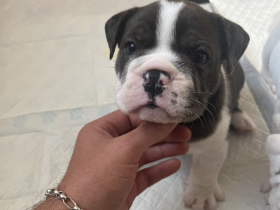 IKC Registered (pending) English Bulldog puppies for sale in Tipperary – 2 Males Available