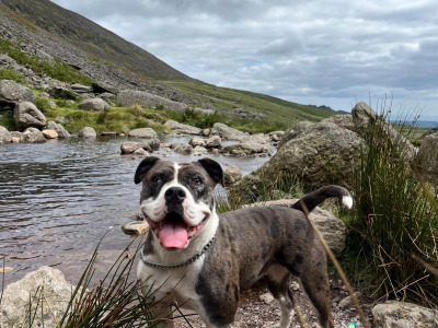 IKC Registered (pending) English Bulldog puppies for sale in Tipperary – 2 Males Available