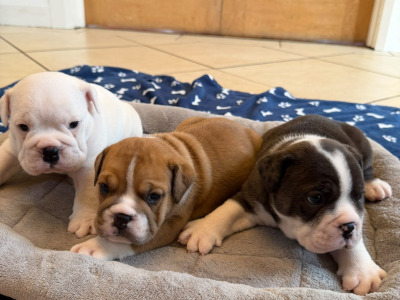 IKC Registered (pending) English Bulldog puppies for sale in Tipperary – 2 Males Available