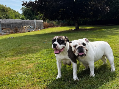 IKC Registered (pending) English Bulldog puppies for sale in Tipperary – 2 Males Available