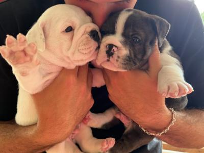 IKC Registered (pending) English Bulldog puppies for sale in Tipperary – 2 Males Available