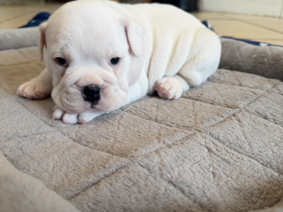 IKC Registered (pending) English Bulldog puppies for sale in Tipperary – 2 Males Available