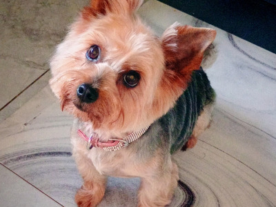 Adorable purebred Yorkshire Terrier puppies available 🩷 🐾💙 in Dublin