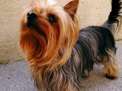 Adorable purebred Yorkshire Terrier puppies available 🩷 🐾💙 in Dublin