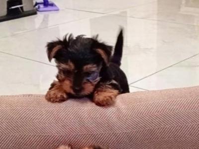 Adorable purebred Yorkshire Terrier puppies available 🩷 🐾💙 in Dublin
