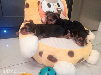 Adorable purebred Yorkshire Terrier puppies available 🩷 🐾💙 in Dublin