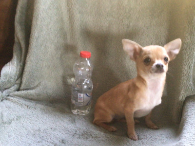 Chihuahua female puppies in Sligo