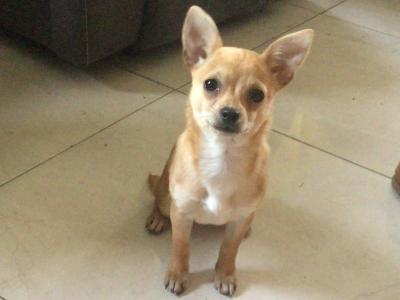 Chihuahua female puppies in Sligo