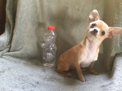 Chihuahua female puppies in Sligo