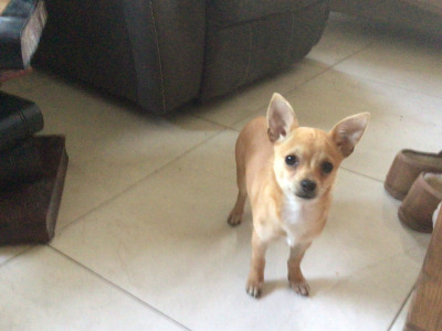 Chihuahua female puppies in Sligo
