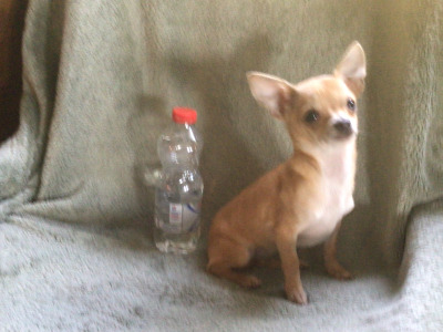 Chihuahua female puppies in Sligo