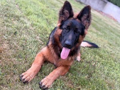 2 IKC Registered male German Shepherd puppies 9 months old in Kildare  - 7 GENERATION
