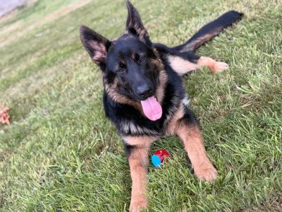 2 IKC Registered male German Shepherd puppies 9 months old in Kildare  - 7 GENERATION