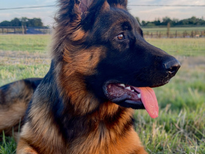 2 IKC Registered male German Shepherd puppies 9 months old in Kildare  - 7 GENERATION