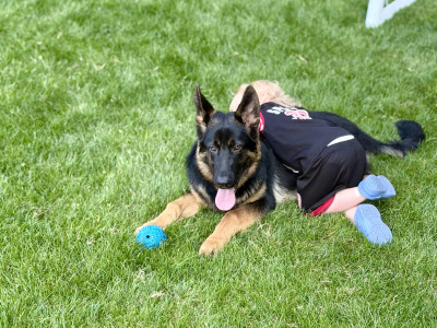 2 IKC Registered male German Shepherd puppies 9 months old in Kildare  - 7 GENERATION
