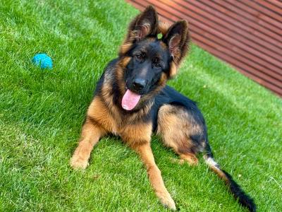 2 IKC Registered male German Shepherd puppies 9 months old in Kildare  - 7 GENERATION