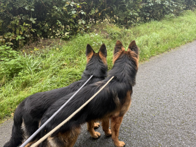 2 IKC Registered male German Shepherd puppies 9 months old in Kildare  - 7 GENERATION