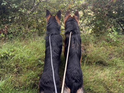 2 IKC Registered male German Shepherd puppies 9 months old in Kildare  - 7 GENERATION