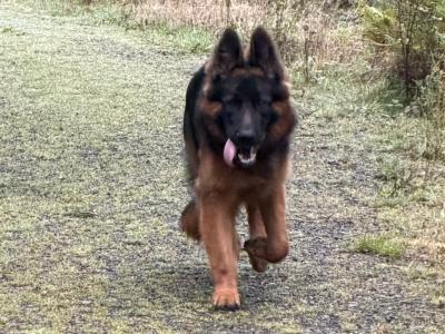 2 IKC Registered male German Shepherd puppies 9 months old in Kildare  - 7 GENERATION