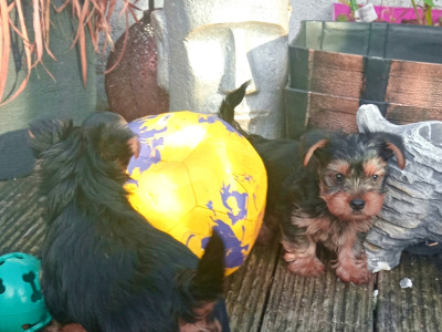 Adorable purebred Yorkshire Terrier puppies available 🩷 🐾💙 in Dublin