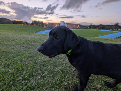 Playful male Labrador retriever puppy 4 months old in Limerick