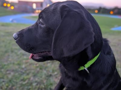 Playful male Labrador retriever puppy 4 months old in Limerick