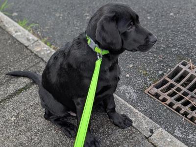 Playful male Labrador retriever puppy 4 months old in Limerick