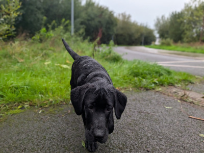 Playful male Labrador retriever puppy 4 months old in Limerick