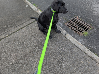 Playful male Labrador retriever puppy 4 months old in Limerick