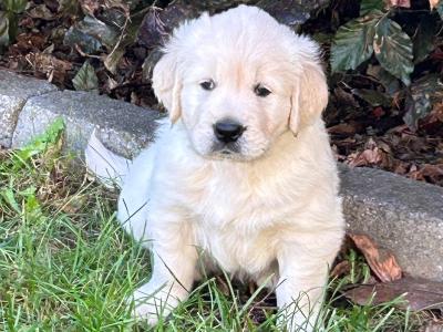 2 Stunning purebred Golden Retriever puppies for sale in Wexford