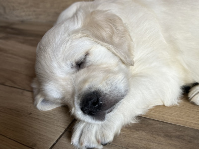 2 Stunning purebred Golden Retriever puppies for sale in Wexford
