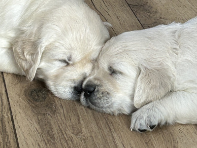 2 Stunning purebred Golden Retriever puppies for sale in Wexford