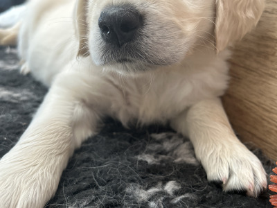 2 Stunning purebred Golden Retriever puppies for sale in Wexford