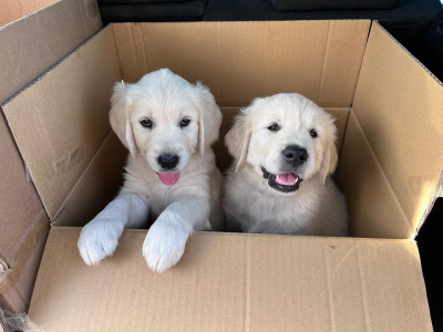 2 Stunning purebred Golden Retriever puppies for sale in Wexford