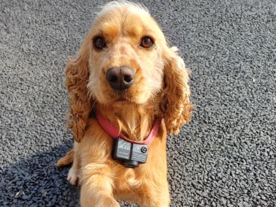Female Cocker Spaniel dog 2 years old for sale in Monaghan