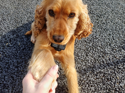 Female Cocker Spaniel dog 2 years old for sale in Monaghan