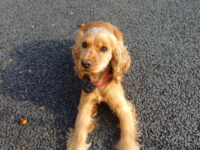 Female Cocker Spaniel dog 2 years old for sale in Monaghan