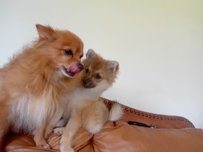 Male Pomeranian puppy 4 months old in Wicklow