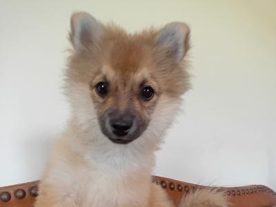 Male Pomeranian puppy 4 months old in Wicklow