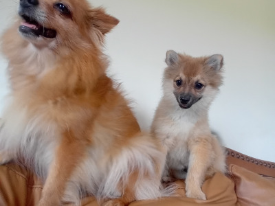 Male Pomeranian puppy 4 months old in Wicklow