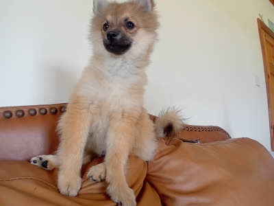 Male Pomeranian puppy 4 months old in Wicklow
