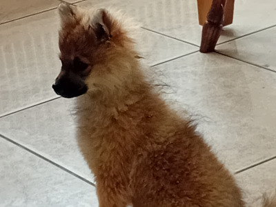 Male Pomeranian puppy 4 months old in Wicklow