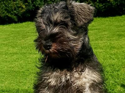 IKC Registered Miniature Schnauzer puppies in Cavan