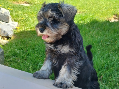IKC Registered Miniature Schnauzer puppies in Cavan