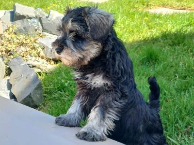 IKC Registered Miniature Schnauzer puppies in Cavan