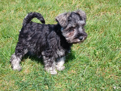 IKC Registered Miniature Schnauzer puppies in Cavan