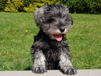 IKC Registered Miniature Schnauzer puppies in Cavan
