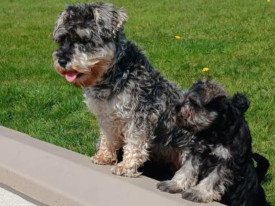 IKC Registered Miniature Schnauzer puppies in Cavan