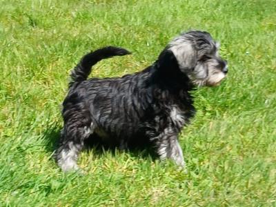 IKC Registered Miniature Schnauzer puppies in Cavan